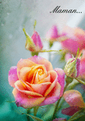 Rose tendre pour une f&ecirc;te des m&egrave;res douce